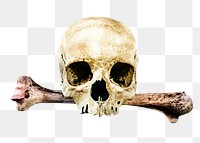 Png skull crossbones, isolated object, transparent background