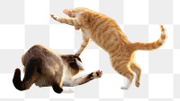 Two cats png collage element, transparent background