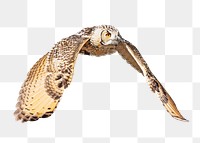 Owl flying png, transparent background