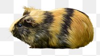 Guinea pig png collage element, transparent background