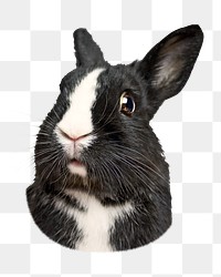 Cute bunny png, design element, transparent background