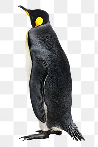 Wildlife king penguin png bird, transparent background