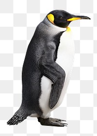 Wildlife king penguin png bird, transparent background