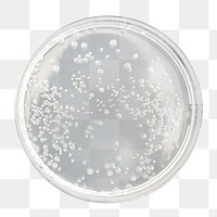 Png petri dish, isolated collage element, transparent background