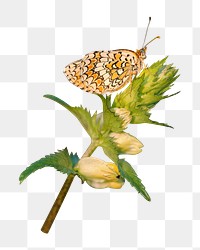 Vintage butterfly png flower collage element, transparent background