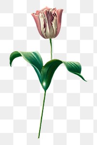 PNG Didier's tulip, collage element, transparent background