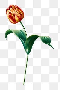 PNG Didier's tulip, collage element, transparent background