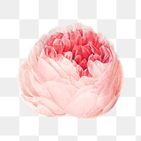 PNG vintage cabbage rose, collage element, transparent background