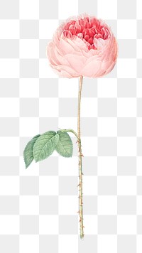 PNG vintage cabbage rose, collage element, transparent background