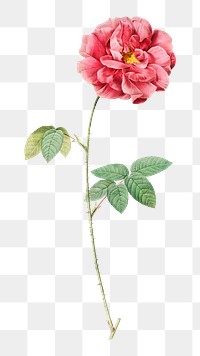 PNG vintage French rose, collage element, transparent background