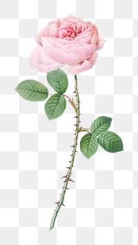 PNG vintage rose of perfume, collage element, transparent background