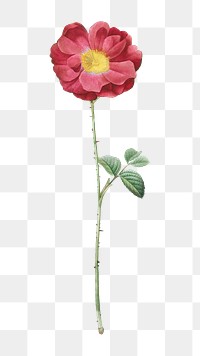 PNG red Portland rose, collage element, transparent background