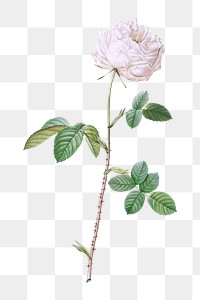 PNG vintage white cabbage rose, collage element, transparent background