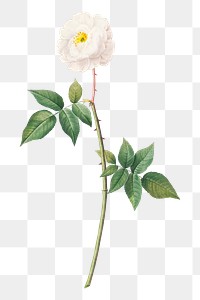 PNG rose of Phillippe noisette, collage element, transparent background