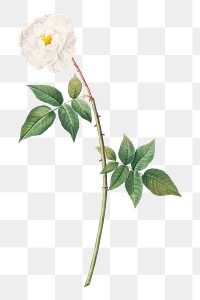 PNG rose of Phillippe noisette, collage element, transparent background