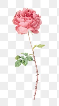 PNG vintage blooming Cumberland rose, collage element, transparent background