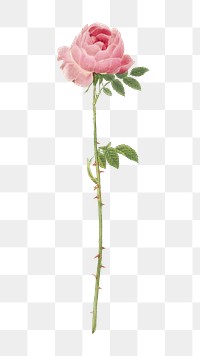 PNG rose of the hedges, collage element, transparent background