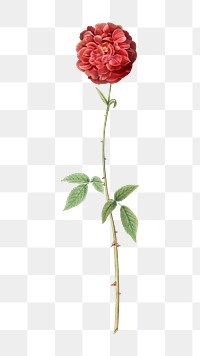 PNG rosebush, collage element, transparent background