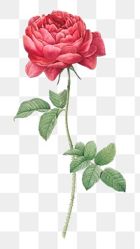 PNG vintage blooming red rose, collage element, transparent background