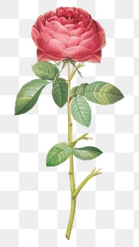 PNG vintage rose of Provins, collage element, transparent background