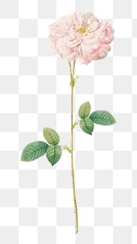 PNG vintage blooming Damask rose, collage element, transparent background