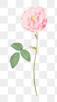 PNG Italian Damask rose, collage element, transparent background
