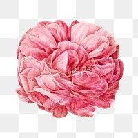 PNG vintage giant French rose, collage element, transparent background