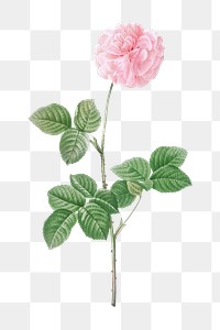 PNG vintage pink Agatha rose, collage element, transparent background