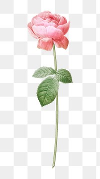 PNG Pink rose, collage element, transparent background