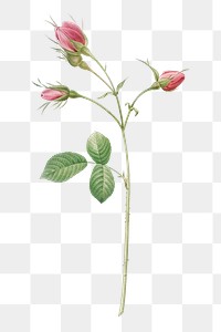 PNG vintage Evrat's rose with crimson buds, collage element, transparent background