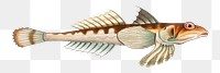 Png fish vintage illustration, transparent background