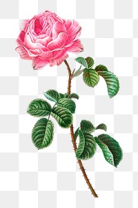PNG cabbage rose vintage, collage element, transparent background