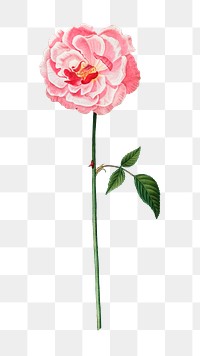 PNG pink ever-blowing rose, collage element, transparent background