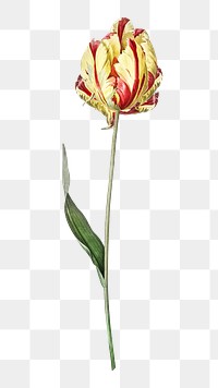 PNG Didier's tulip, collage element, transparent background