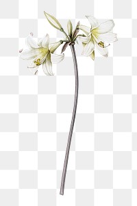 PNG Belladonna lily, collage element, transparent background