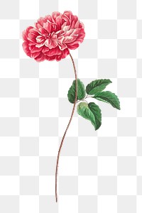 PNG Provence rose, collage element, transparent background