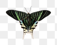 Green butterfly png vintage illustration, transparent background