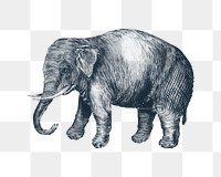 Elephant png vintage illustration, transparent background