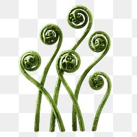 PNG Adiantum pedatum, American Maiden-hair Fern, transparent background