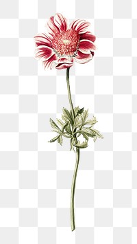 Anemones png vintage illustration, botanical design on transparent background