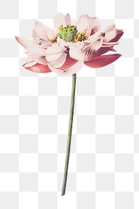 PNG lotus flower vintage botanical, collage element, transparent background