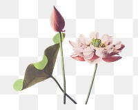 PNG Lotus flower illustration, collage element, transparent background