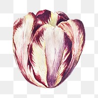 PNG blooming tulip, collage element, transparent background