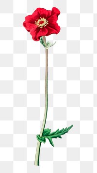 PNG red geum flower vintage botanical, collage element, transparent background