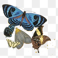 Vintage butterflies png sticker, aesthetic graphic on transparent background