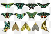 Green butterfly png sticker, vintage insect illustration set, transparent background. Remixed from the artwork of E.A. Séguy.