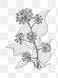 Irish ivy png vintage illustration, black and white design on transparent background