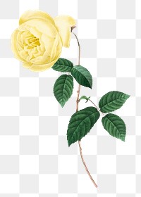 PNG botanical yellow rose flower, collage element, transparent background