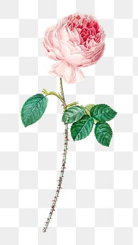 PNG cabbage rose flower botanical, collage element, transparent background