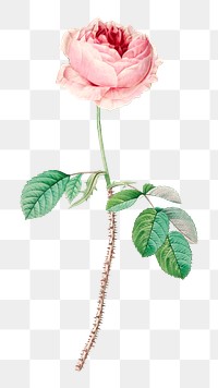 PNG cabbage rose flower botanical, collage element, transparent background